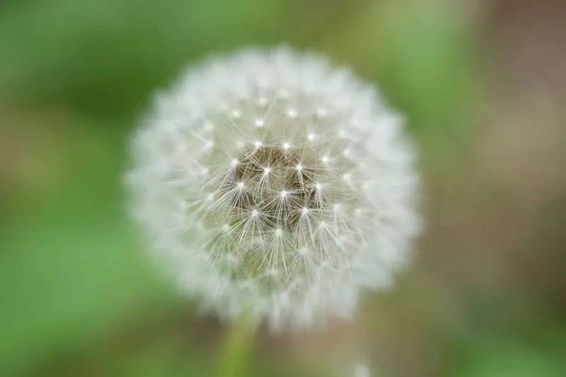 Dandelion Dandelion | Nikon Cameras, Lenses & Accessories