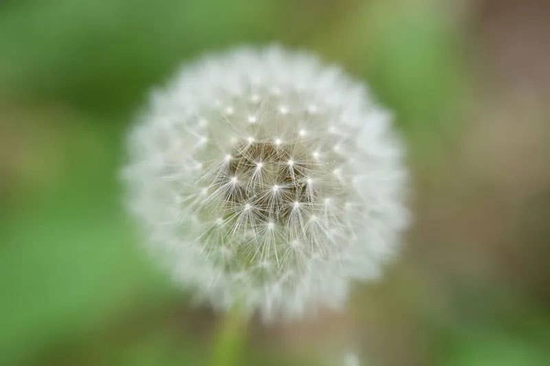 Dandelion | Nikon Cameras, Lenses & Accessories